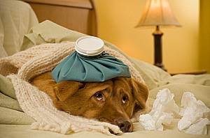 Sick as a dog concept - Dog in bed with scarf and water bottle on its head.