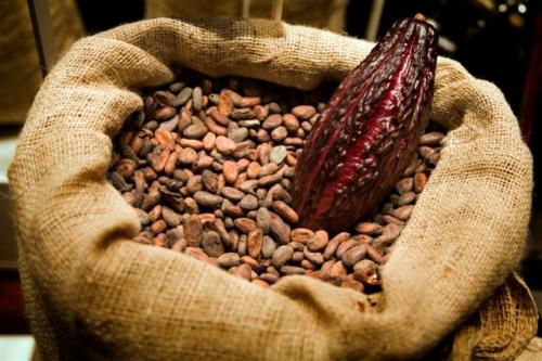 Conoce los beneficios del cacao para tu salud